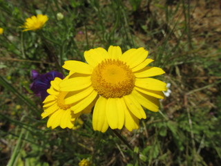 flores de primavera colores del campo