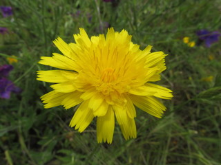 flores de primavera colores del campo