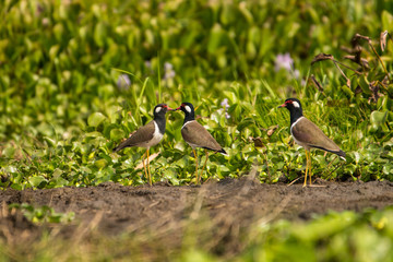 Black-necked Lapwing / Vanellus indicus atronuchalis