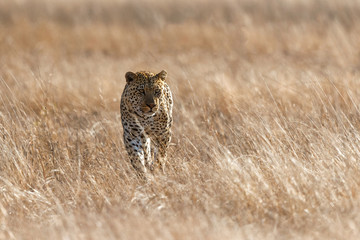 Leopard male in Sabi Sands private game reserve in the Greater Kruger Region in South Africa