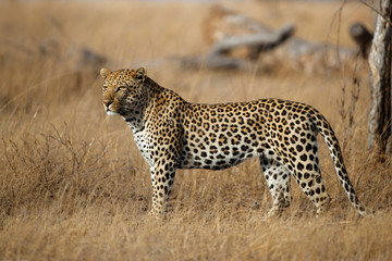 Leopard male in Sabi Sands private game reserve in the Greater Kruger Region in South Africa