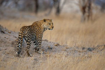 Leopard male in Sabi Sands private game reserve in the Greater Kruger Region in South Africa