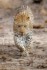 Stickers pour porte Léopard Leopard male in Sabi Sands private game reserve in the Greater Kruger Region in South Africa