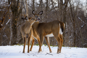 Naklejka na ściany i meble Two White Tailed Doe deer kissing in winter in a backyard in a Toronto ravine