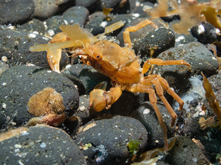 small crab on stones in japan sea