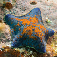 starfish patiria in japan sea