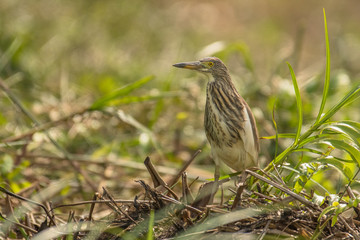 Chinese pond heron / Ardeola bacchus
