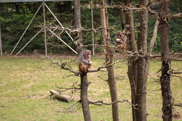 Mammiféres / Primates