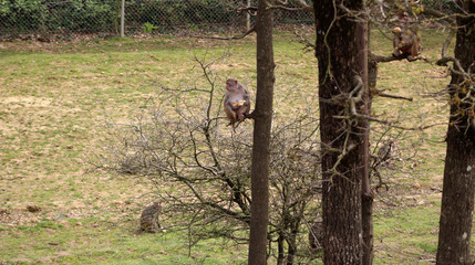 Mammiféres / Primates