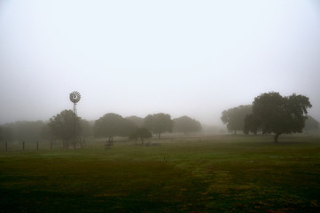 Holm oak forest in fog in Castilla_Spain