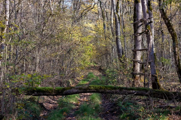 Fototapeta premium Evening walks in the autumn forest, yellow foliage, evening sun warm air in the sunset period of the day.