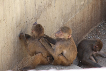 twoo baboons grooming themselves