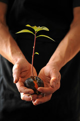 Avocado sprout in male hands on a black background