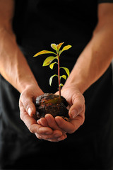 Avocado sprout in male hands on a black background