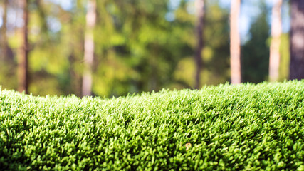 background of green grass and natural forest background