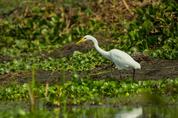 Intermediate egret / Ardea intermedia