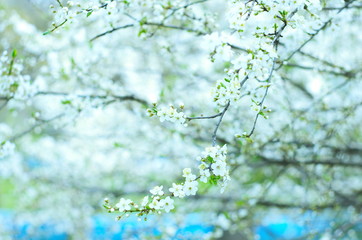 cherry blossom branches