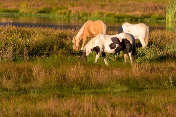 horses at golden hour 