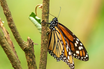 Fototapeta na wymiar Monarch butterfly with green background