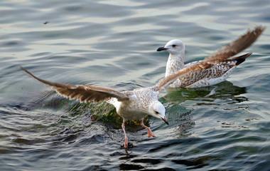 White and grey seagull