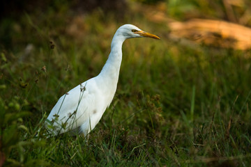Cattle Egret / Bubulcus ibis