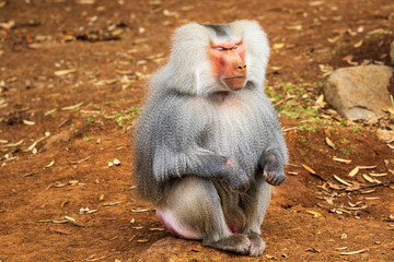 Papio hamadryas portrait