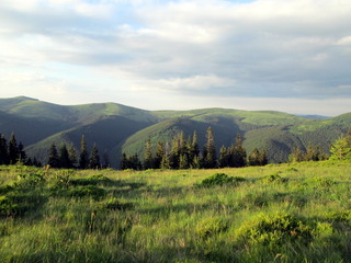 Incredibly beautiful mountains with spruce forests