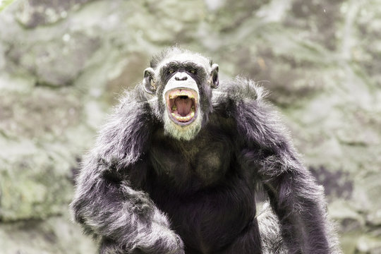 Angry Chimp With The Mouth Open