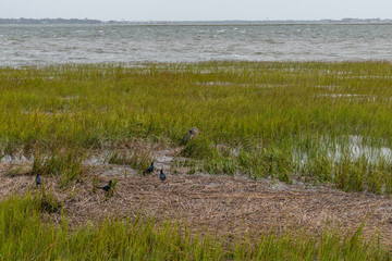 Heron hiding in the reeds in Charleston bay near the Waterfront park on a heavily overcast rainy day, South Carolina