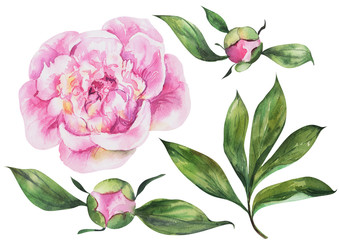 Set of peonies flowers on an isolated white background, watercolor peony illustration, botanical painting, stock illustration.