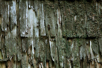 Gray Moss on an old wooden roof, mossy texture pattern background