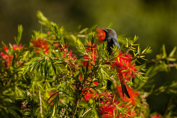 Ashy Drongo / Dicrurus leucophaeus