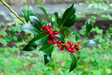 Red berries of a Pyramidalis Ilex aquifolium shrub among green leaves. Holly - Christmas symbol...