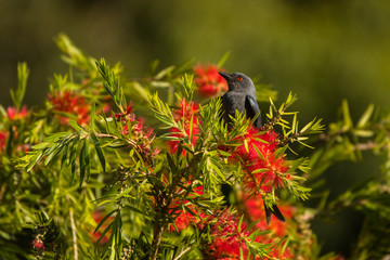 Ashy Drongo / Dicrurus leucophaeus