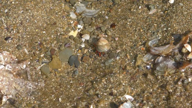 Hermit crab with a shell crawling in shallow water
