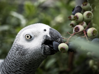 Parrot from Africa as a beloved pet in Germany