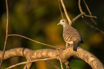 Zebra Dove / Geopelia striata