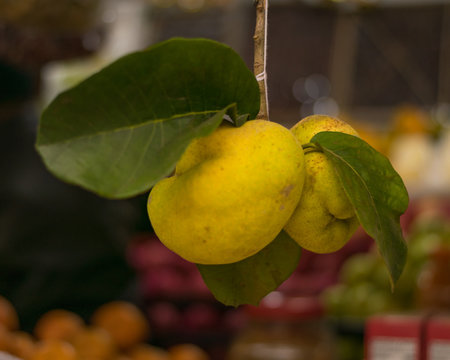 two hanging lakoocha or monkey jack fruit with leafs in a local fruit shop with blurred fruit in background