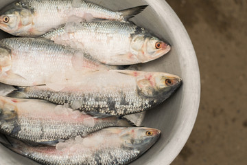 medium size hilsa fish displayed on a silver color dish for sell in rode side fish market