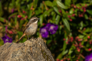 Grey Bushchat / Saxicola ferreus