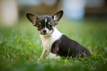 Chihuahua puppy on green grass