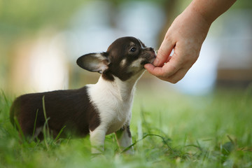 Hand of a man stroking a small Chihuahua puppy