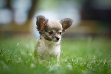 Chihuahua puppy on green grass
