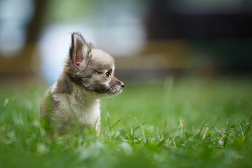 Chihuahua puppy on green grass