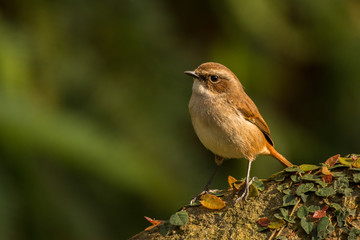Grey Bushchat / Saxicola ferreus