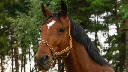 Bay horse portrait outdoor against white sky. Animal concept.