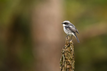 Grey Bushchat / Saxicola ferreus