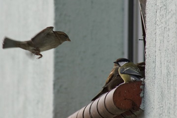 Ptaki Ptaki na parapecie ,dzikie ptaki © LBanacki