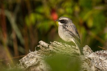 Grey Bushchat / Saxicola ferreus