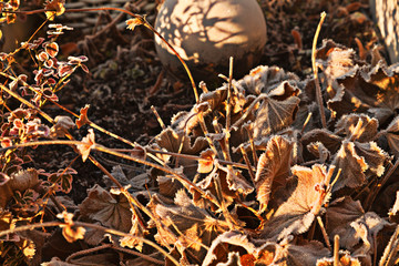 Gefrorene Pflanze mit Raureif in einem Blumenbeet am Morgen